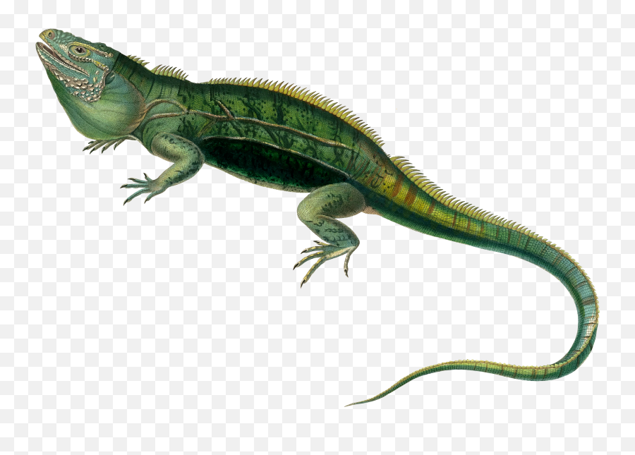 Agamas Lacertids Lizard Reptile Green - Iguana Png Emoji,Lizard Emoticon