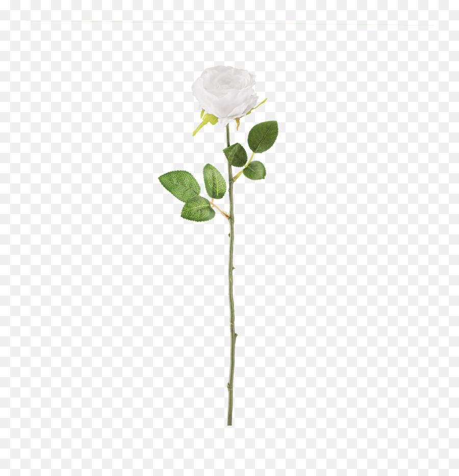 White Rose Png Transparent Images Free - Flower Stem Transparent Emoji,White Rose Emoji