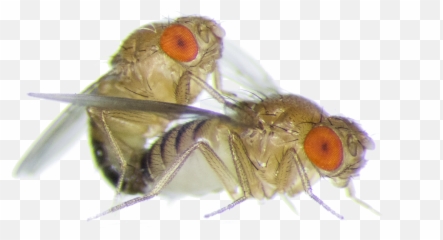 Female Fruit Flies Are Driven Mad - Fruit Fly Close Up Emoji,Fly Emoji