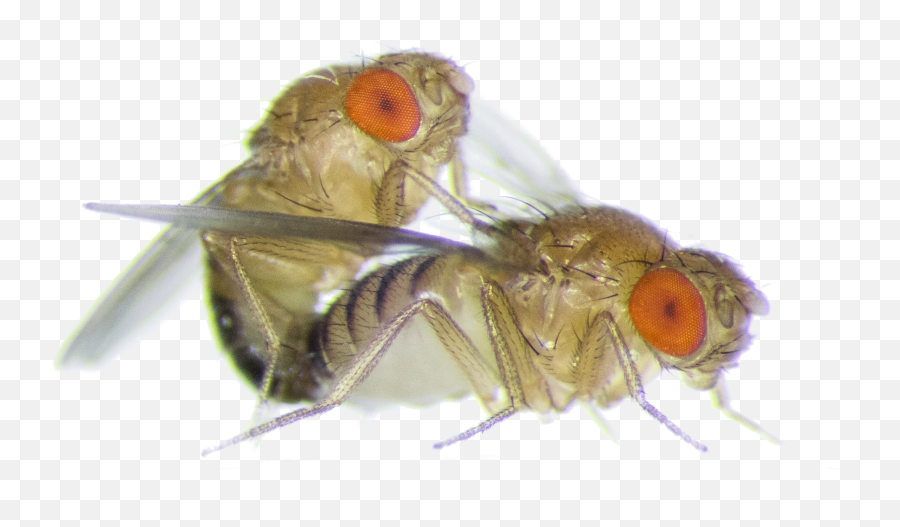 Female Fruit Flies Are Driven Mad - Fruit Fly Close Up Emoji,Fly Emoji