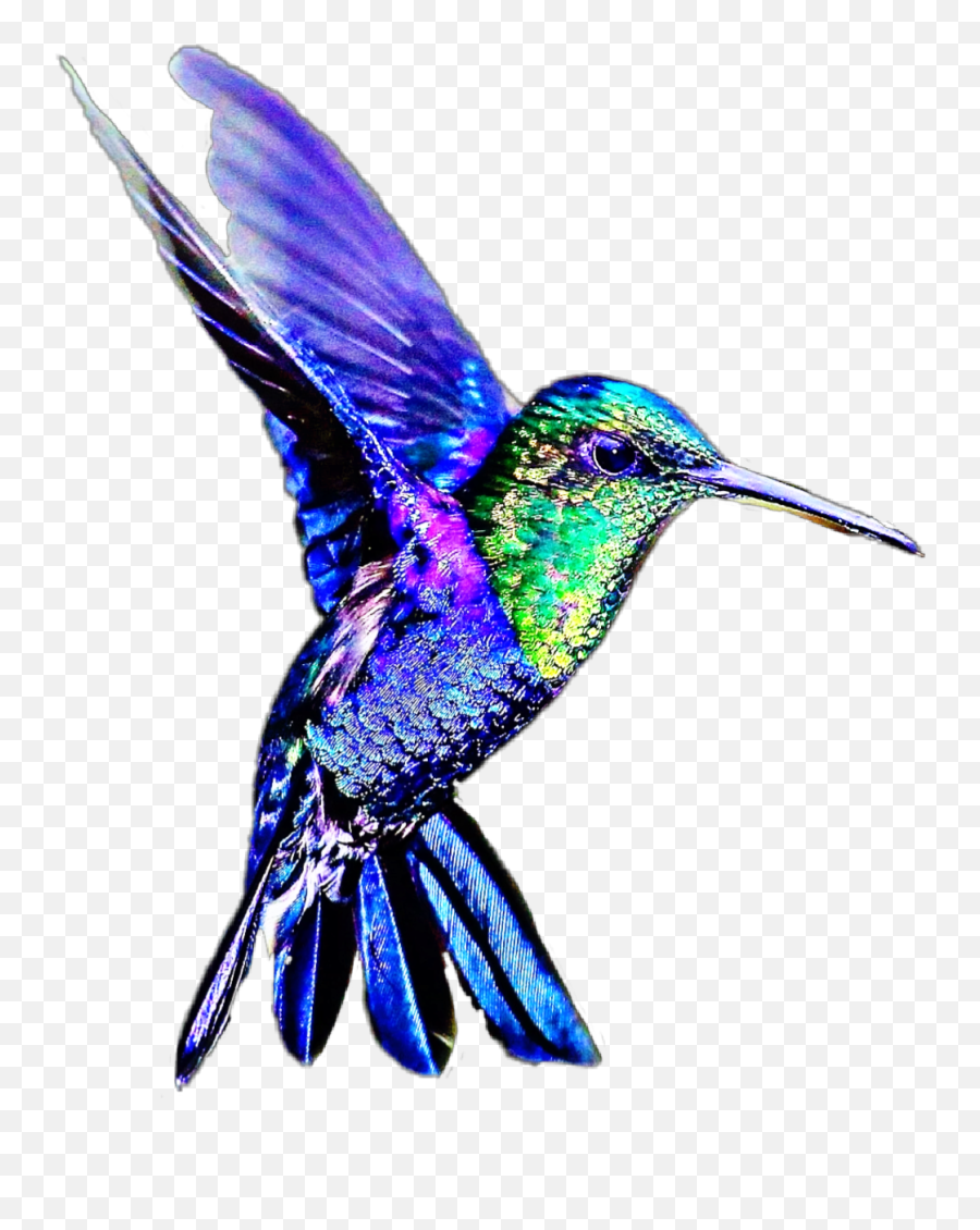 Hummingbird Birds Sticker - Kolibri Farben Emoji,Hummingbird Emoji