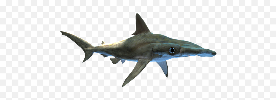 Free Shark Fish Illustrations - Bronze Hammerhead Shark Emoji,Shark Emoji