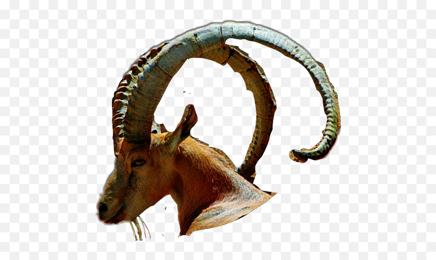 Goat - Nubian Ibex Emoji,Goat Emoji Facebook