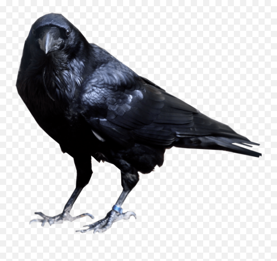 Crow Black Object Transparent Png - Transparent Background Crow Png Emoji,Crow Emoji