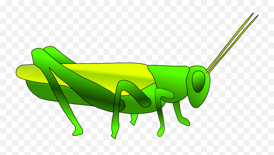 Locust Drawing Cricket Transparent - Grasshopper Cliparts Emoji,Cricket Insect Emoji
