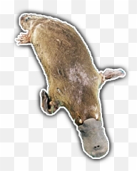 Platypus Stickerpack Stickers For Telegram - Marine Mammal Emoji,Platypus Emoji