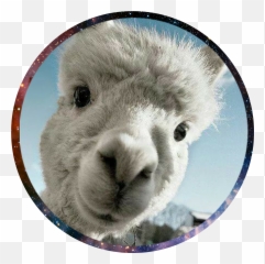 Llama Llama Profile Pic - Cao Ni Ma Emoji,Llama Emoji Android
