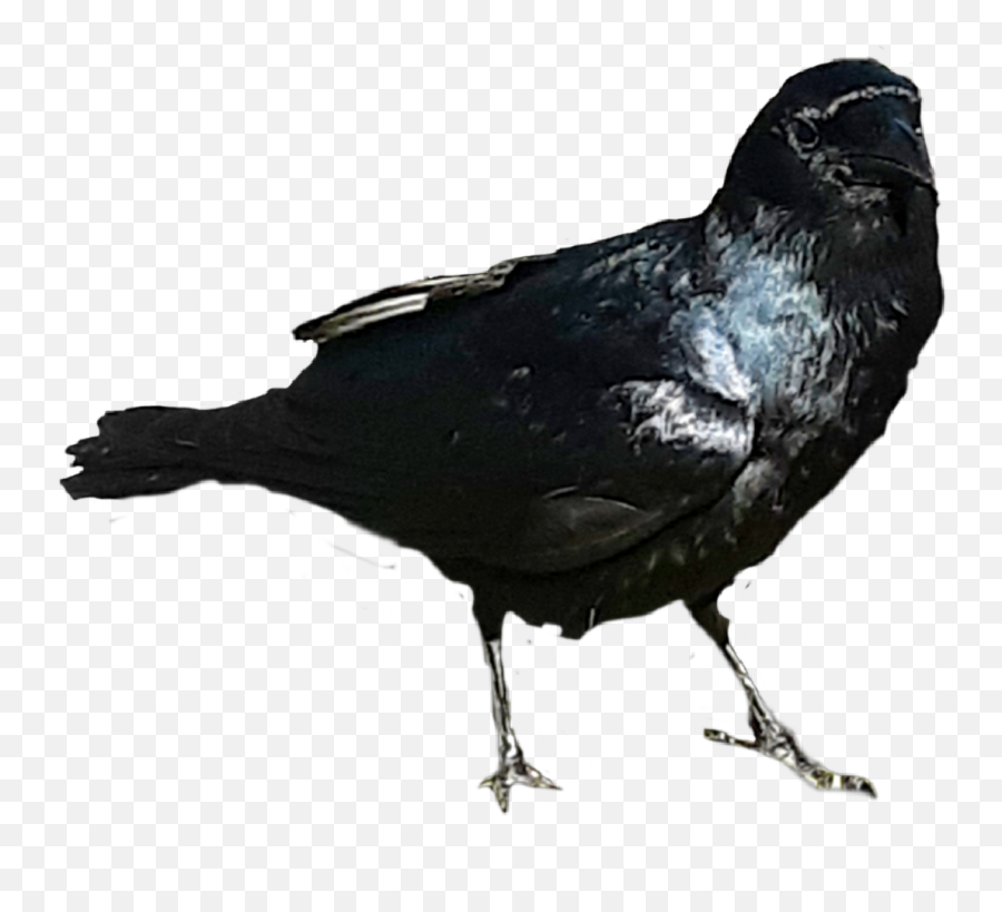 Raven Bird Nature Yesterday I Met - American Crow Emoji,Raven Bird Emoji