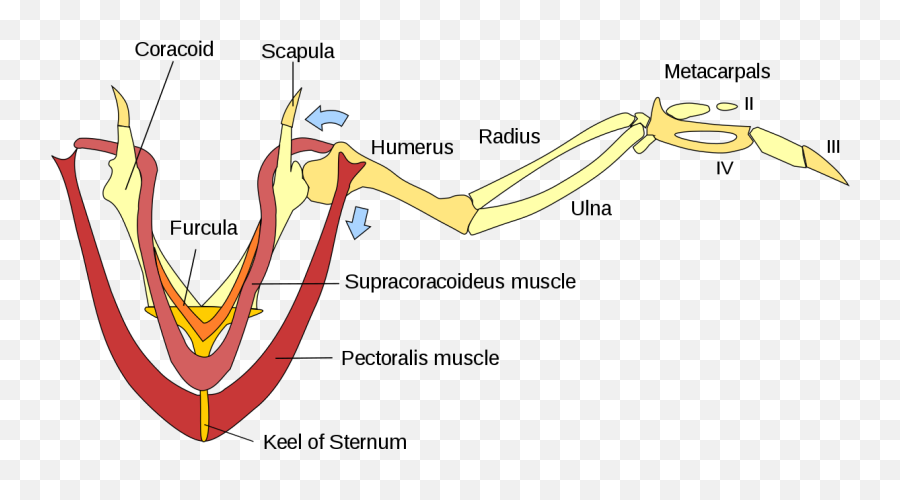Wing Muscles Color - Flight Muscles Of Pigeon Emoji,Chicken Wing Emoji