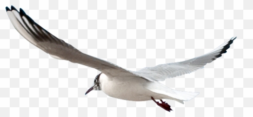 Seagull Psd Official Psds - Uçan Mart Png Emoji,Seagull Emoji