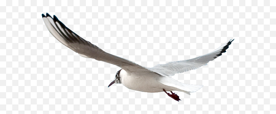 Seagull Psd Official Psds - Uçan Mart Png Emoji,Seagull Emoji