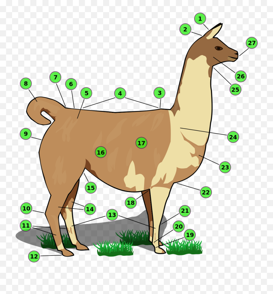 Llama With Numbers - Llama Body Parts Emoji,Llama Emoji