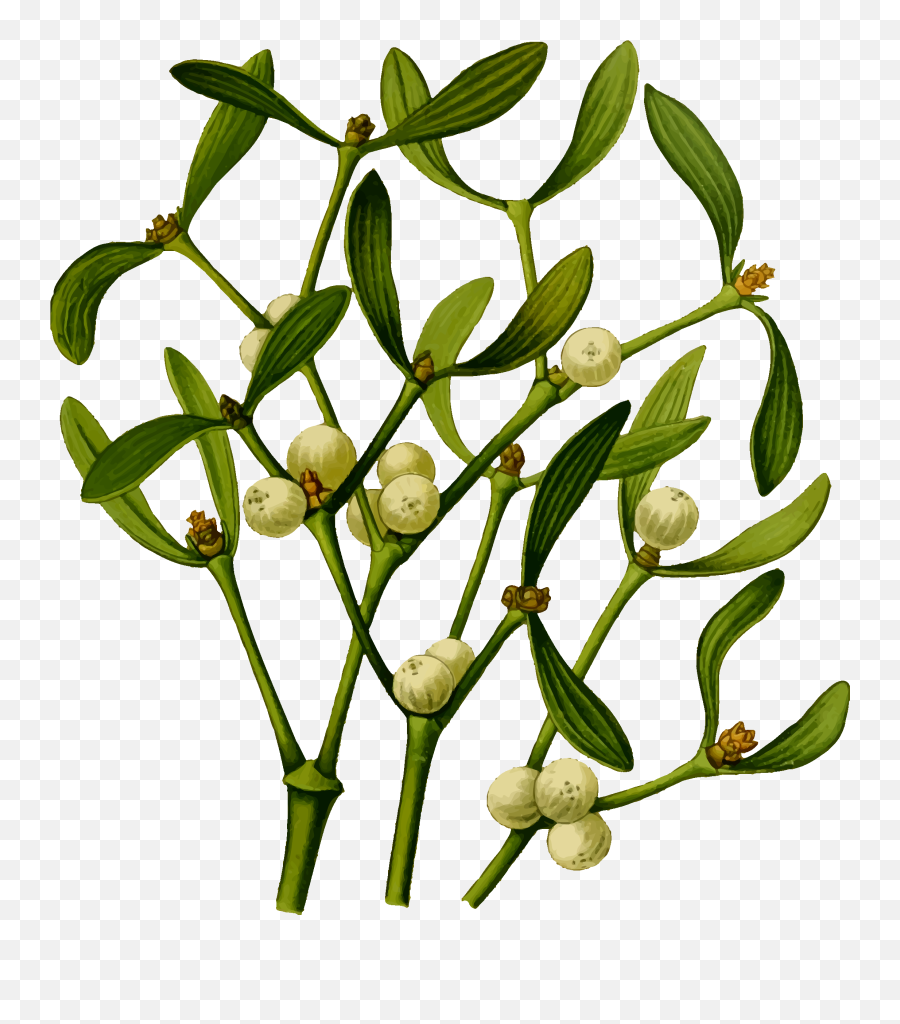 Mistletoe Plant Vector File Image - Sprig Of Mistletoe Dnd Emoji,St Lucia Flag Emoji