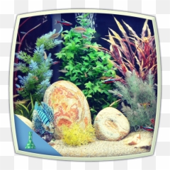 Colourful Tank - Aquarium Emoji