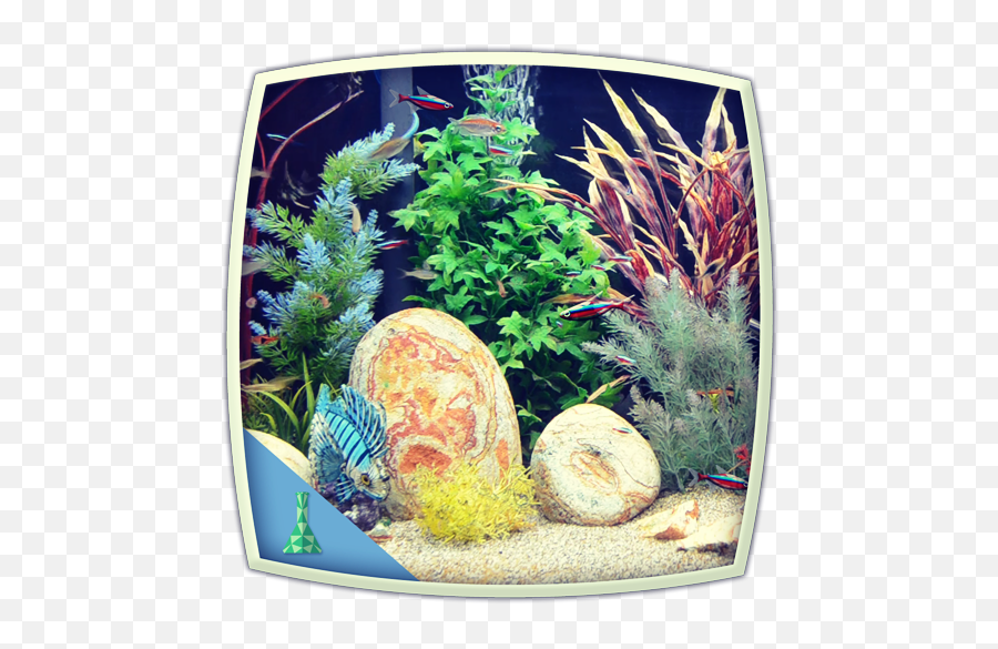 Colourful Tank - Aquarium Emoji,Tropical Fish Emoji