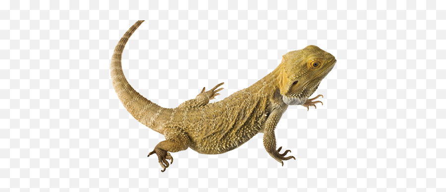 Bearded Dragon Transparent - Bearded Dragon Transparent Background Emoji,Bearded Dragon Emoji