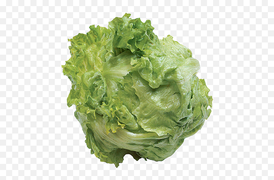 The Best Free Lettuce Icon Images - Iceburg Lettuce Emoji,Lettuce Emoji