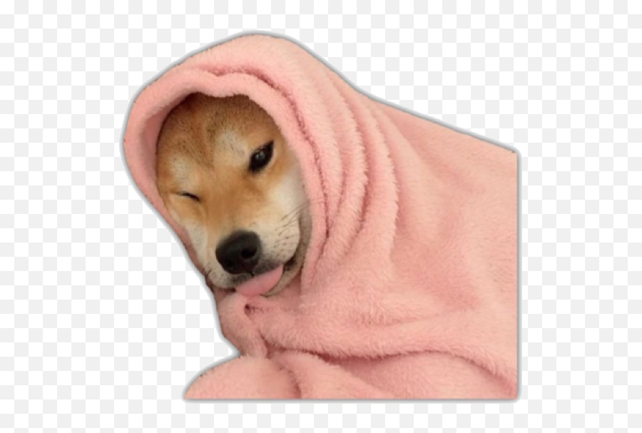 Dog Dogs Puppy Puppies Shiba Shibainu Cute Doggo Pupper - Cute Good Night Memes Emoji,Shiba Inu Emoji