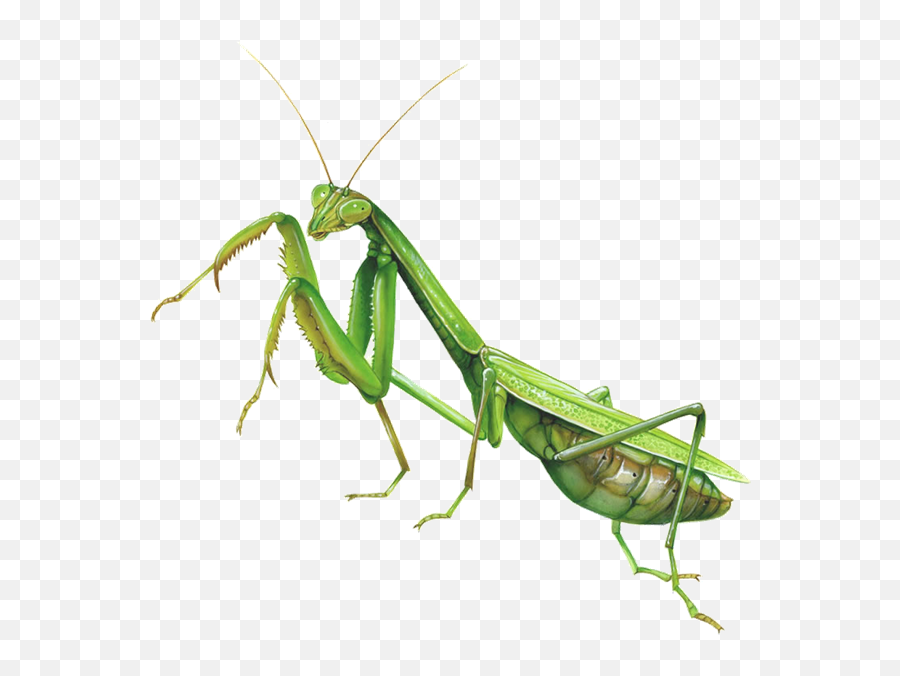 Mantis Clipart Insect Bug - Praying Mantis Transparent Background Emoji,Cricket Insect Emoji
