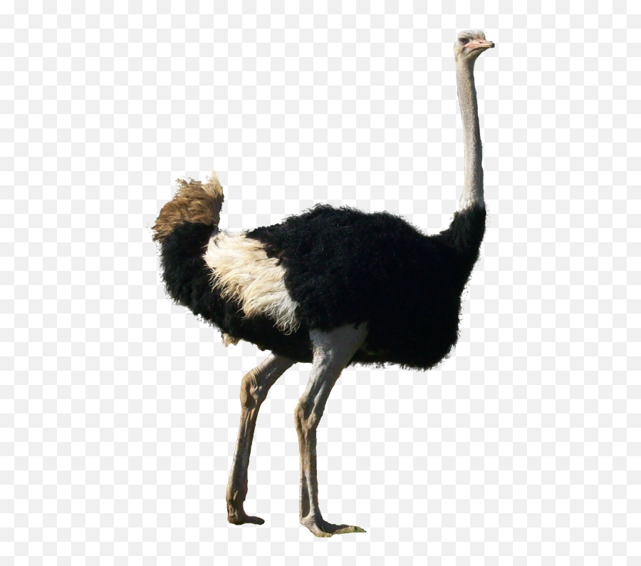 Ostrich With Head In Ground Jpg Library - Ostrich Transparent Background Emoji,Ostrich Emoji