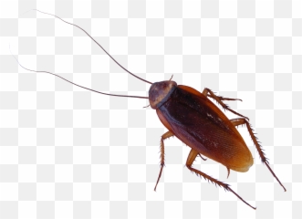 Roach Png - Cockroach Png Emoji,Roach Emoji