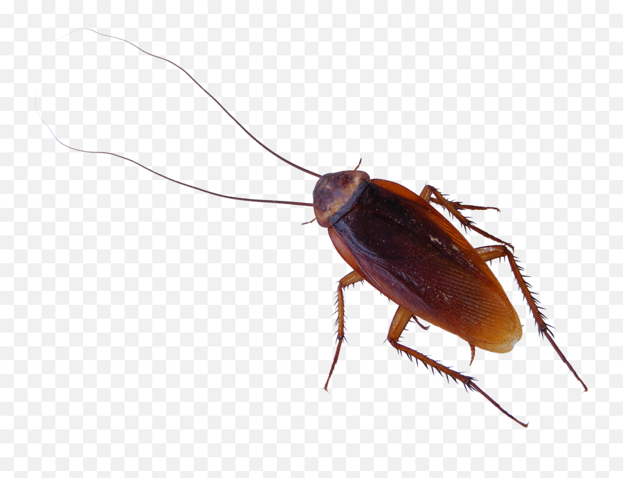 Roach Png - Cockroach Png Emoji,Roach Emoji