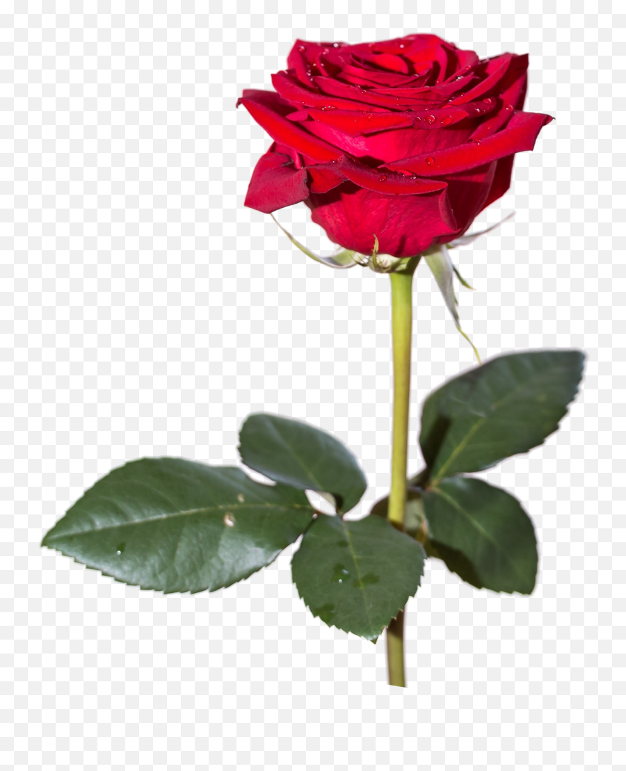 Rose Image Pngpix - Red Rose High Resolution Emoji,White Rose Emoji