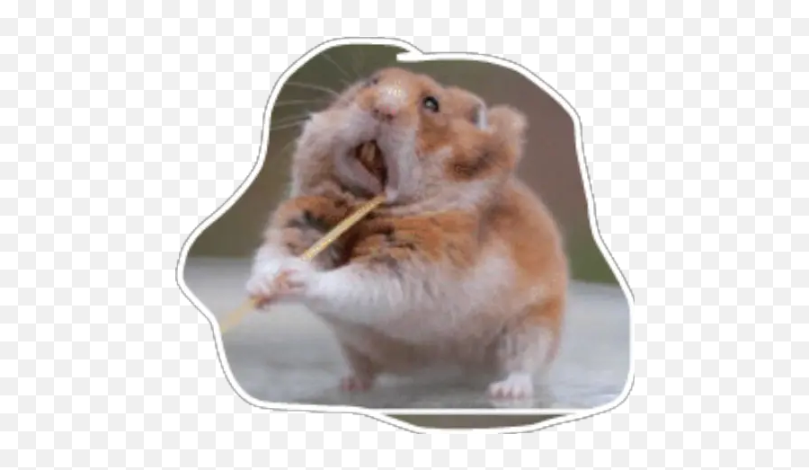Hamster Stickers For Whatsapp - Hamster Video Call Meme Emoji,Mouse Rabbit Hamster Emoji