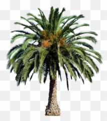 Palm Png And Vectors For Free Download - Date Palm Tree Png Emoji,Palm Tree Emojis