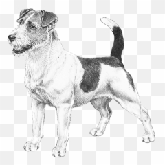 Jack Russell Terrier - Pedigreed Breeds DogWellNetcom Drawing Emoji