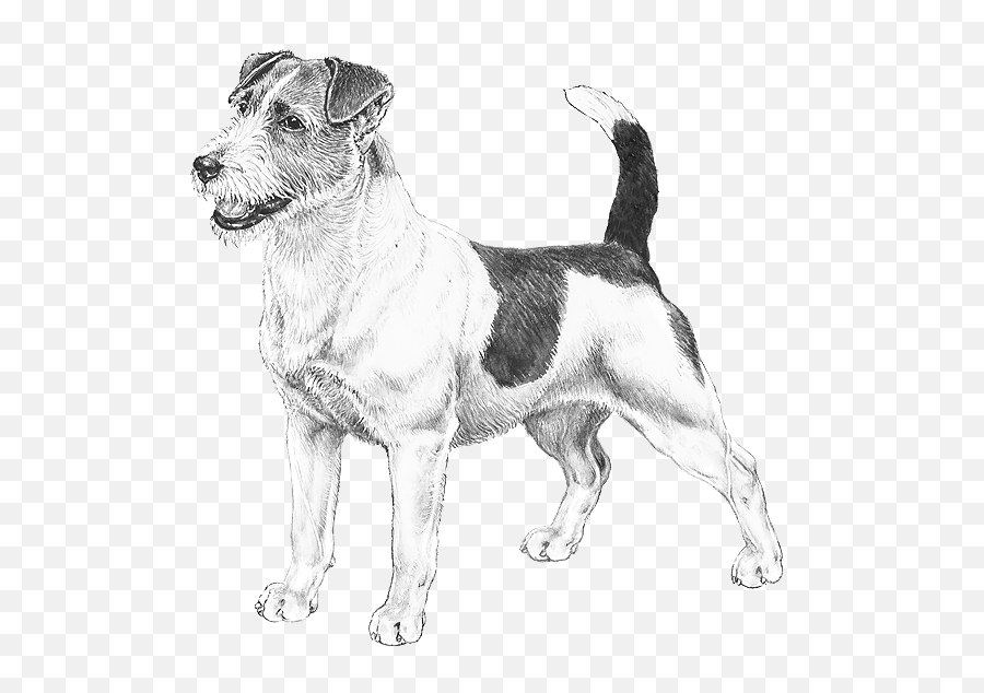 Jack Russell Terrier - Pedigreed Breeds Dogwellnetcom Jack Russell Terrier Drawing Emoji,Dog Emoji Copy And Paste