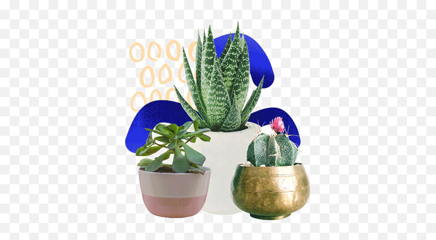 Barku0027s Fifth Birthday - Aloevera Goodluck Plant Emoji,Succulent Emoji