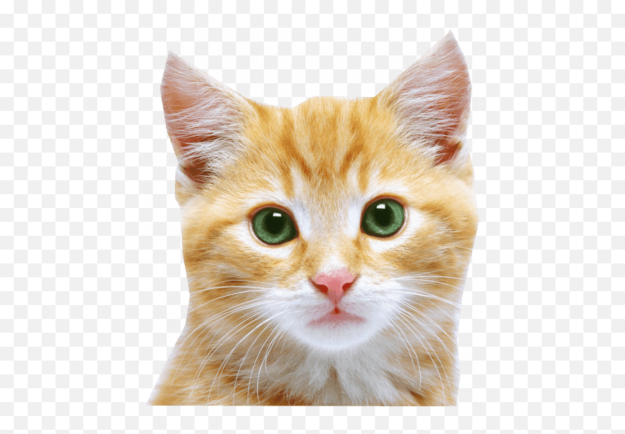 Orange Tabby Cats Tabby Cat - Cat Face Png Emoji,Grey Cat Emoji