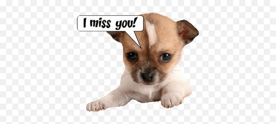 Top 30 Stickersmiss Gifs Find The Best Gif On Gfycat - Loveable Puppies Emoji,Heary Emoji