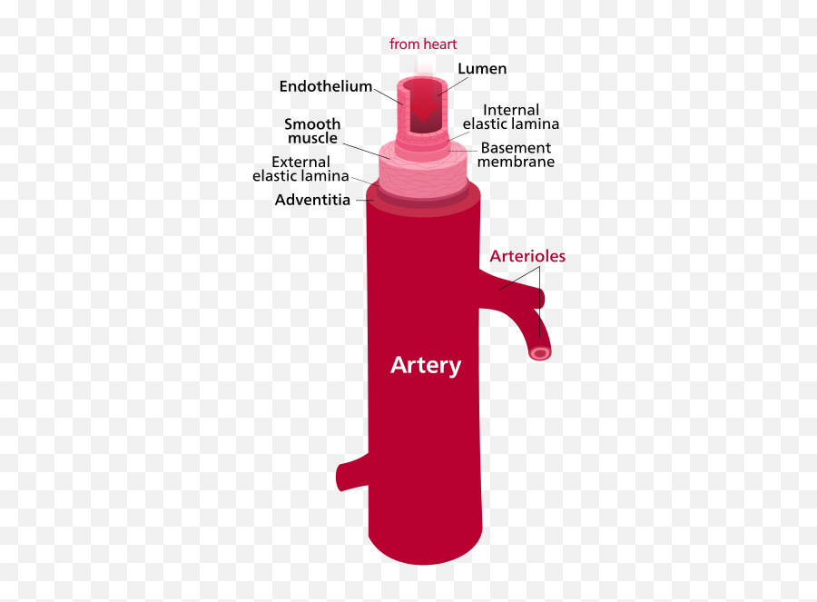 Artery - Diagram Of A Artery Emoji,Fire Hydrant Emoji