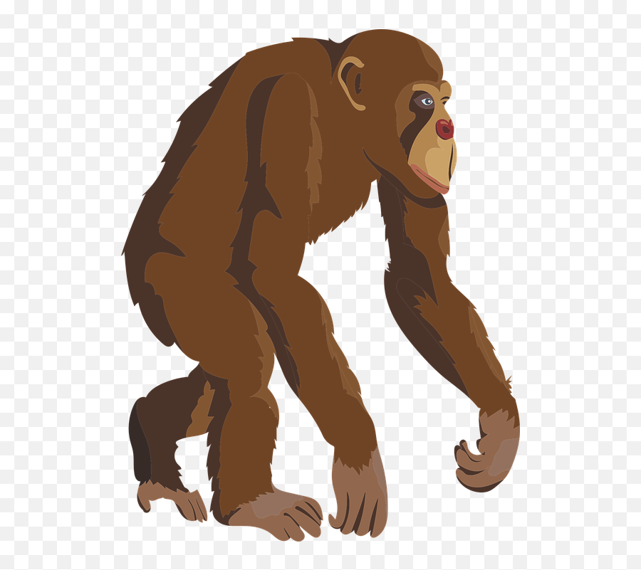 Free Ape Monkey Vectors - Chimpanzee Clipart Emoji,Shocking Face Emoticon