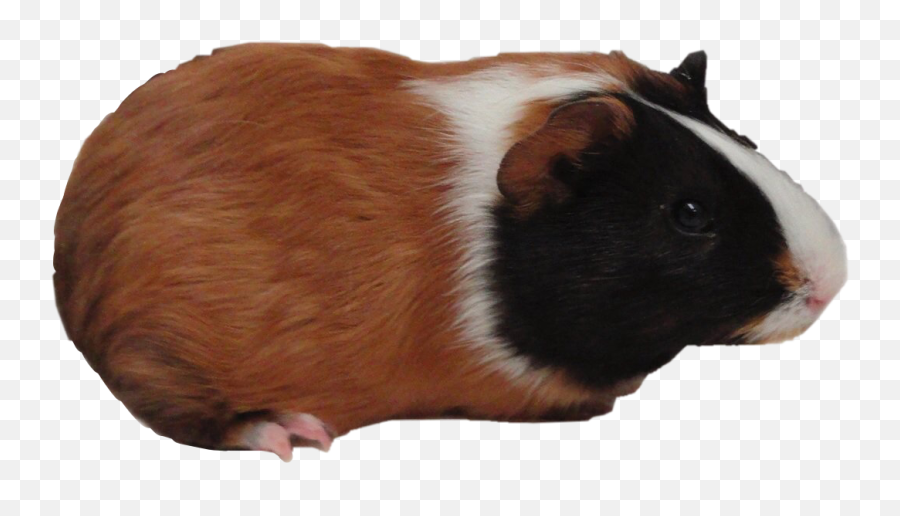 Guinea Pig Freetoedit - Animal Does Not Have A Tail Emoji,Guinea Pig Emoji