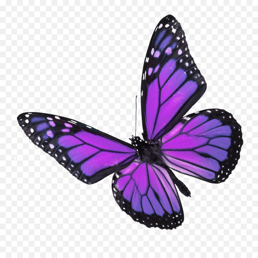 Germany Clipart Butterfly Germany Butterfly Transparent - Butterfly Png Emoji,Butterfly Emoji Png