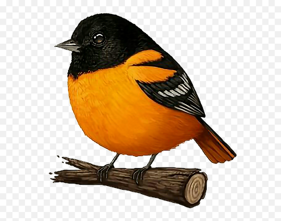 Bird Cutelittlebirds Sticker - Fat Oriole Emoji,Oriole Emoji