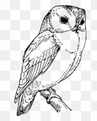 Laughing Owl - Owl Line Art Emoji,Owl Emoticon