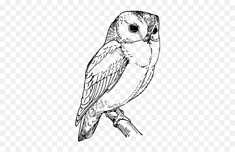 Laughing Owl - Owl Line Art Emoji,Owl Emoticon