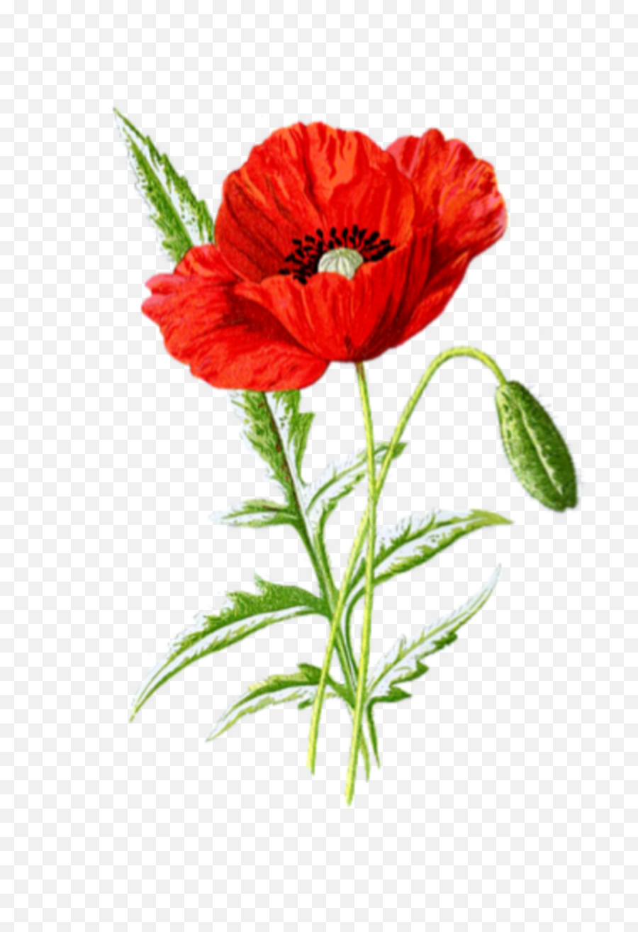 Freetoedit Red Poppy Flower - Poppy Flower Botanical Drawing Emoji,Poppy Emoji