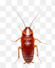 Roach Freetoedit - Cockroach Emoji,Roach Emoji