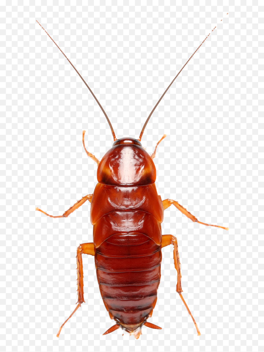 Roach Freetoedit - Cockroach Emoji,Roach Emoji