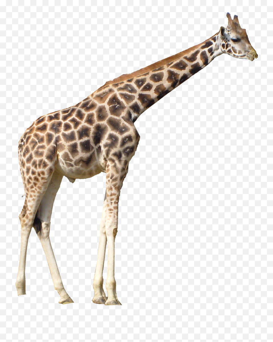Free Giraffe Transparent Background - Giraffe Png Emoji,Giraffe Emoji For Iphone