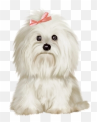 Poodle Clip Maltese Picture - Dog Transparent Background Emoji