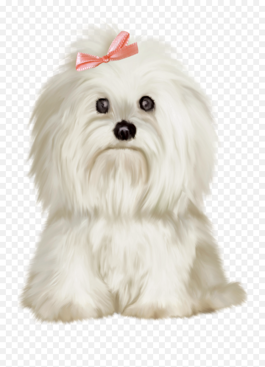 Poodle Clip Maltese Picture - Maltese Dog Transparent Background Emoji,Maltese Emoji
