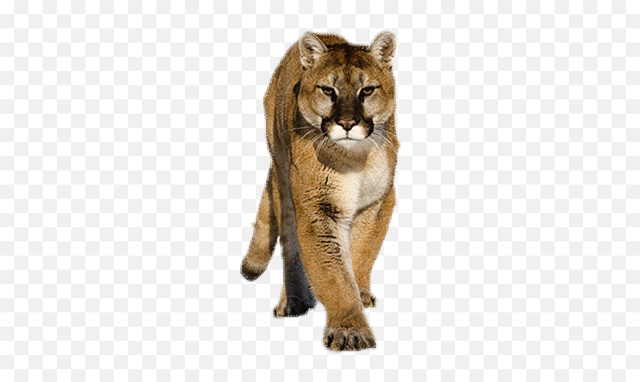 Congratulations University Of Houston Proud Of U - General Cougar Transparent Background Emoji,Cougar Emoji
