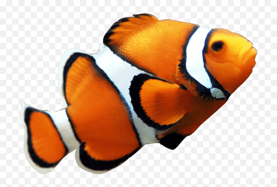Nemo Fish Png Free Nemo Fish - Transparent Clown Fish Png Emoji,Dory Fish Emoji