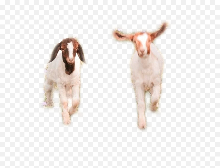 Largest Collection Of Free - Toedit Goats Stickers Goat Emoji,Goat Emoji